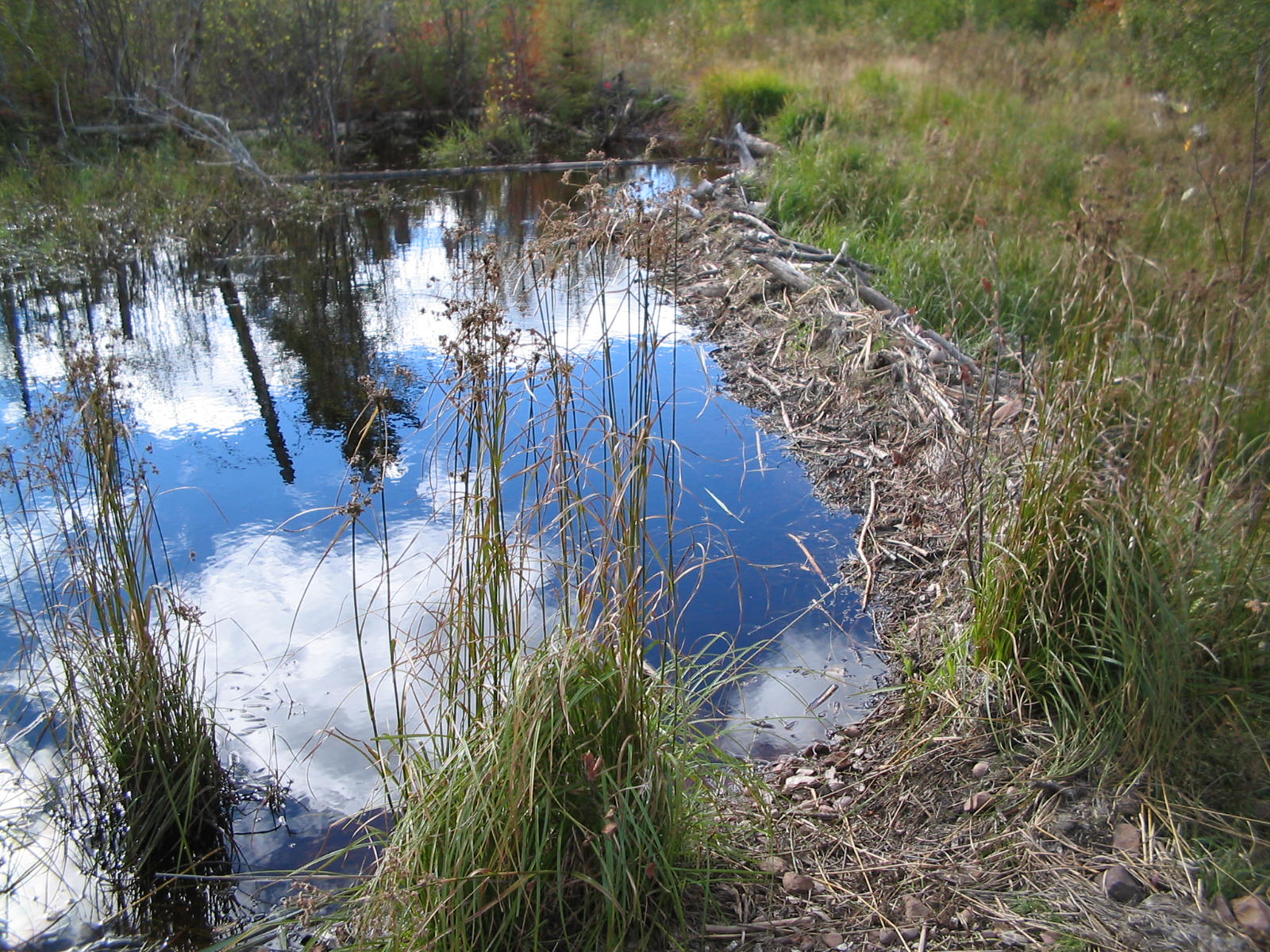 One of many hiking trails One of several Beaver dams on hiking