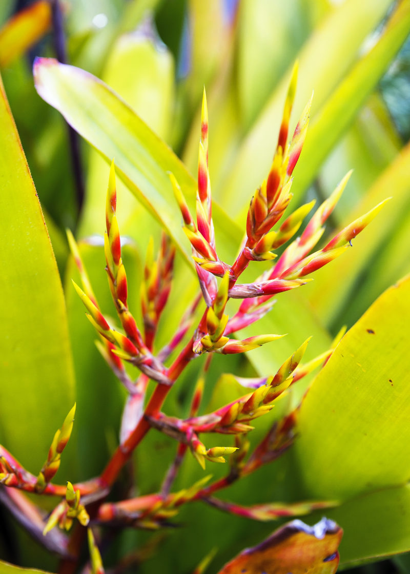 Tropical Plants Retreat Sunset Magazine
