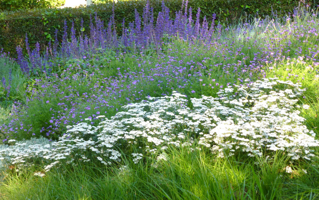 How to Plant a Meadow Garden—Even in the City Sunset Magazine