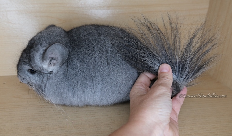 Angora Royal Persian Angora Long haired fluffy chinchilla