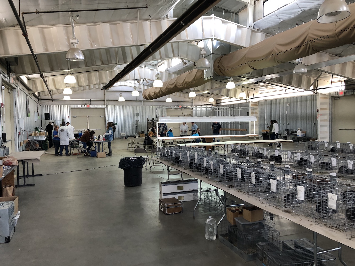 Colorado ECBC Chinchilla Show, Feb. 1st 2020