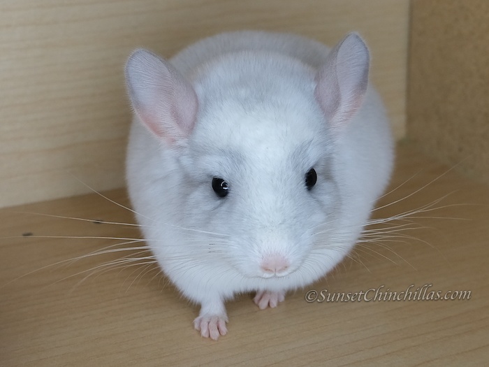 Photo Chinchilla White Blue Diamond