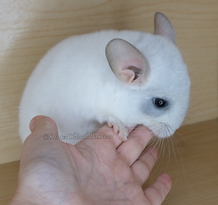 Photo Chinchilla White Blue Diamond
