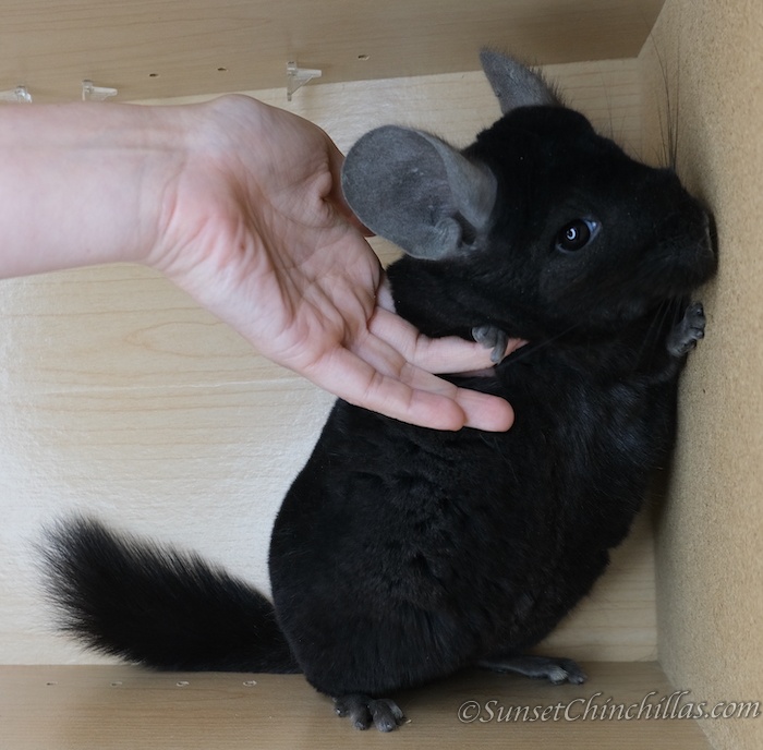 Chinchillas For Sale in Texas