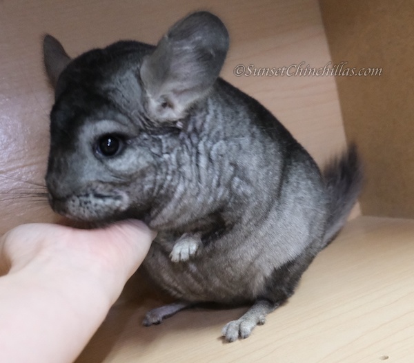 Chinchillas For Sale in Texas