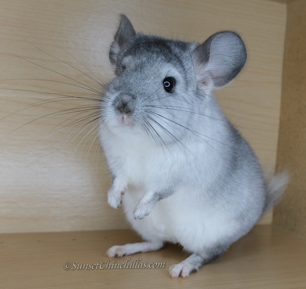 Chinchillas For Sale in Texas