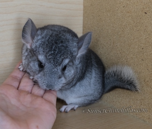 Chinchillas For Sale in Texas