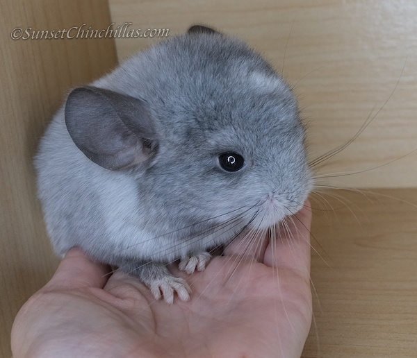 Chinchillas For Sale in Texas