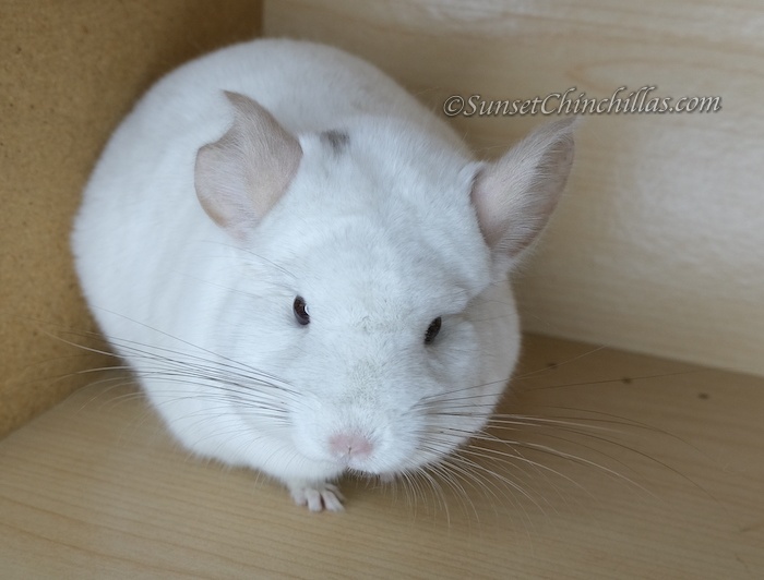 Chinchillas For Sale in Texas