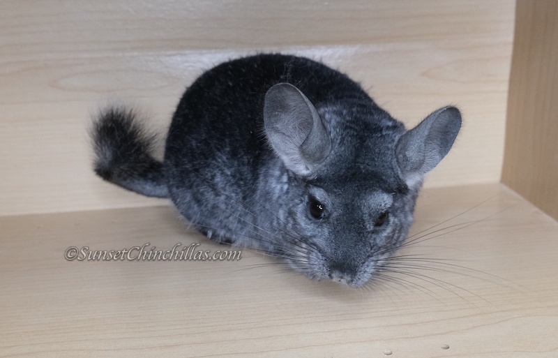 Chinchillas For Sale San Antonio Texas