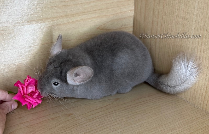 Chinchillas For Sale San Antonio Texas