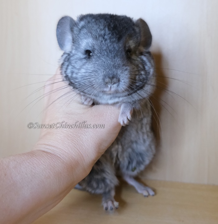Chinchillas For Sale Fort Worth/Dallas Texas
