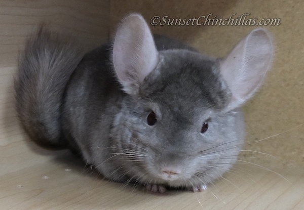 Chinchillas For Sale in Texas