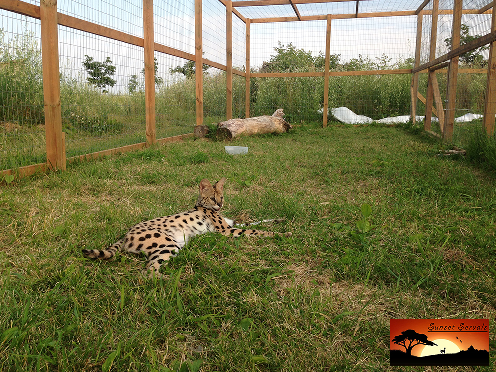 Sunset Servals Serval cat breeder Canada Ontario savannah serval