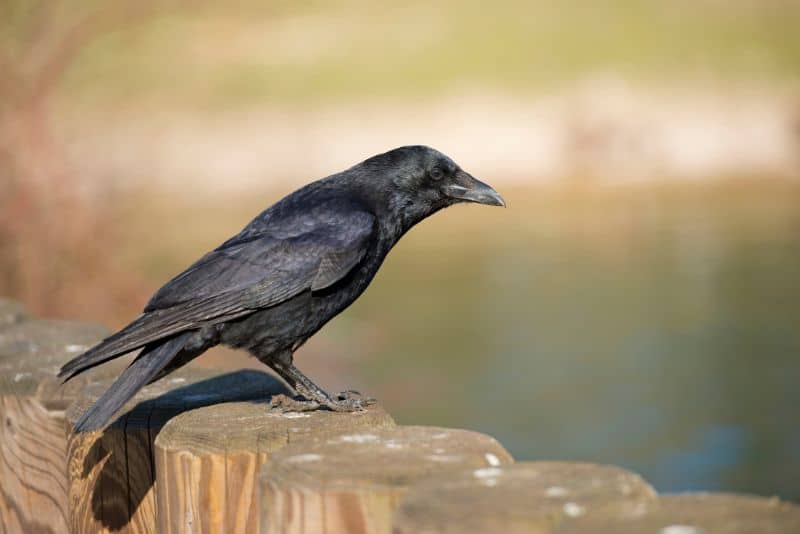 Why Are There Crows In My Yard All Of A Sudden?