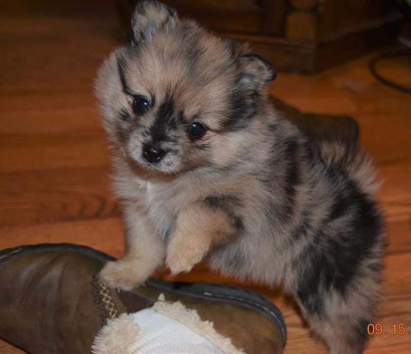 Pomeranian Puppies Oklahoma Sunshine Pomeranian's