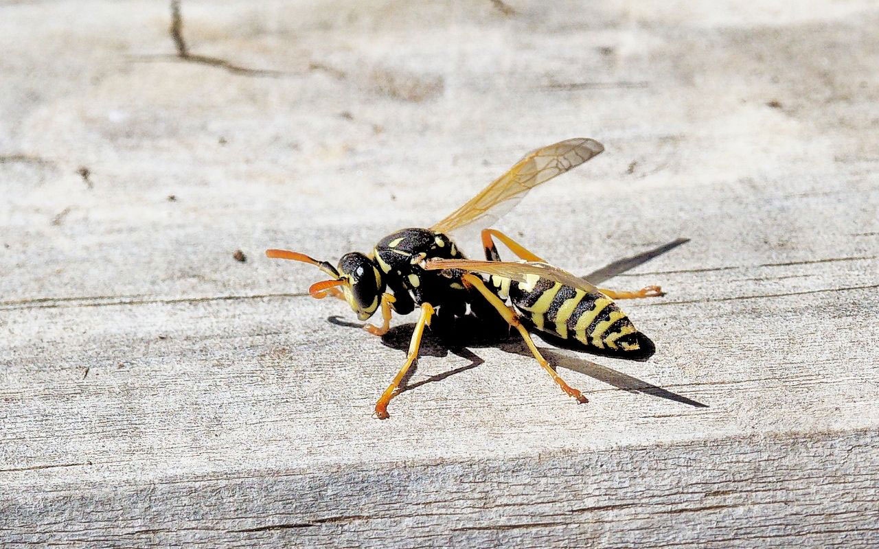 How to keep wasps away from wood deck Effective Tips for your home!