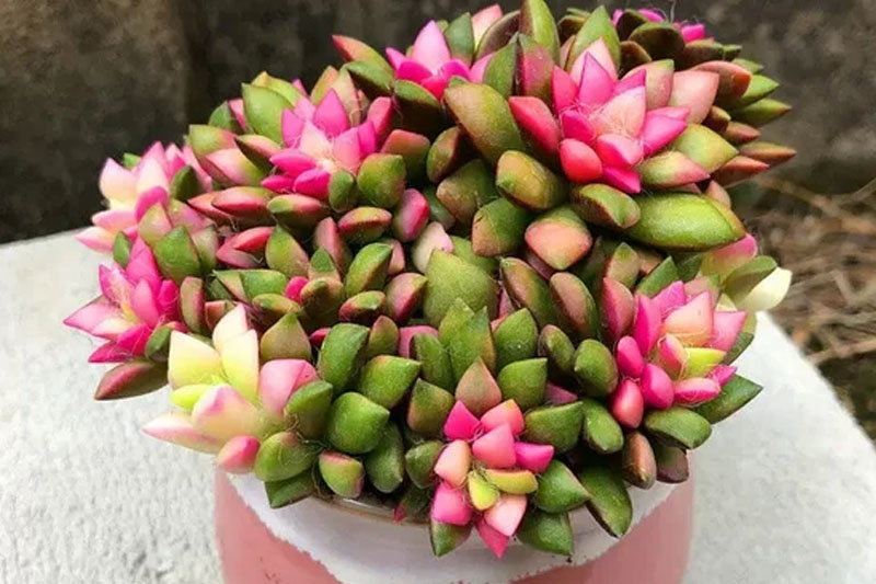 Succulent with pink flowers easy to grow Succulent Propagation