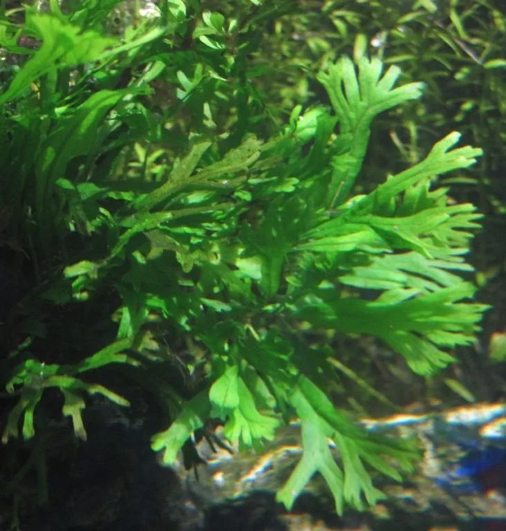 Windelov Java Fern Care Guide Sun Spot Nursery