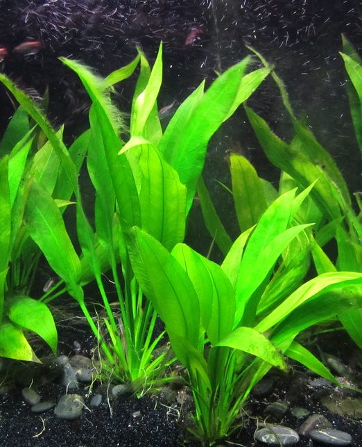 Amazon Sword Care Guide Sun Spot Nursery