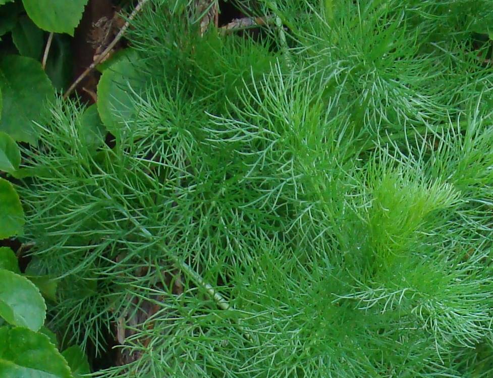 Dill Weed That Looks Like