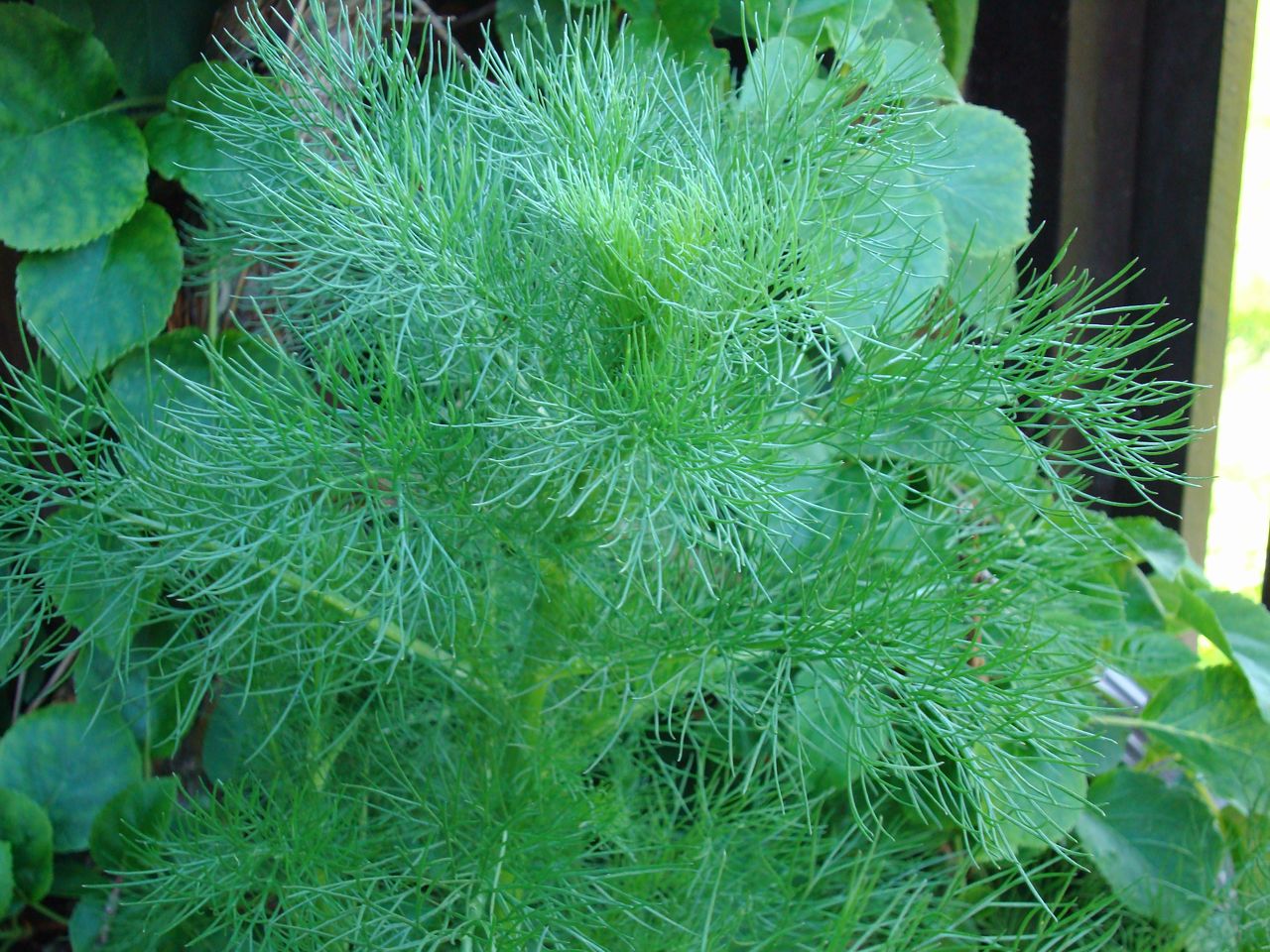 Plant IdentificationSOLVED ID this ferny weed/plant?
