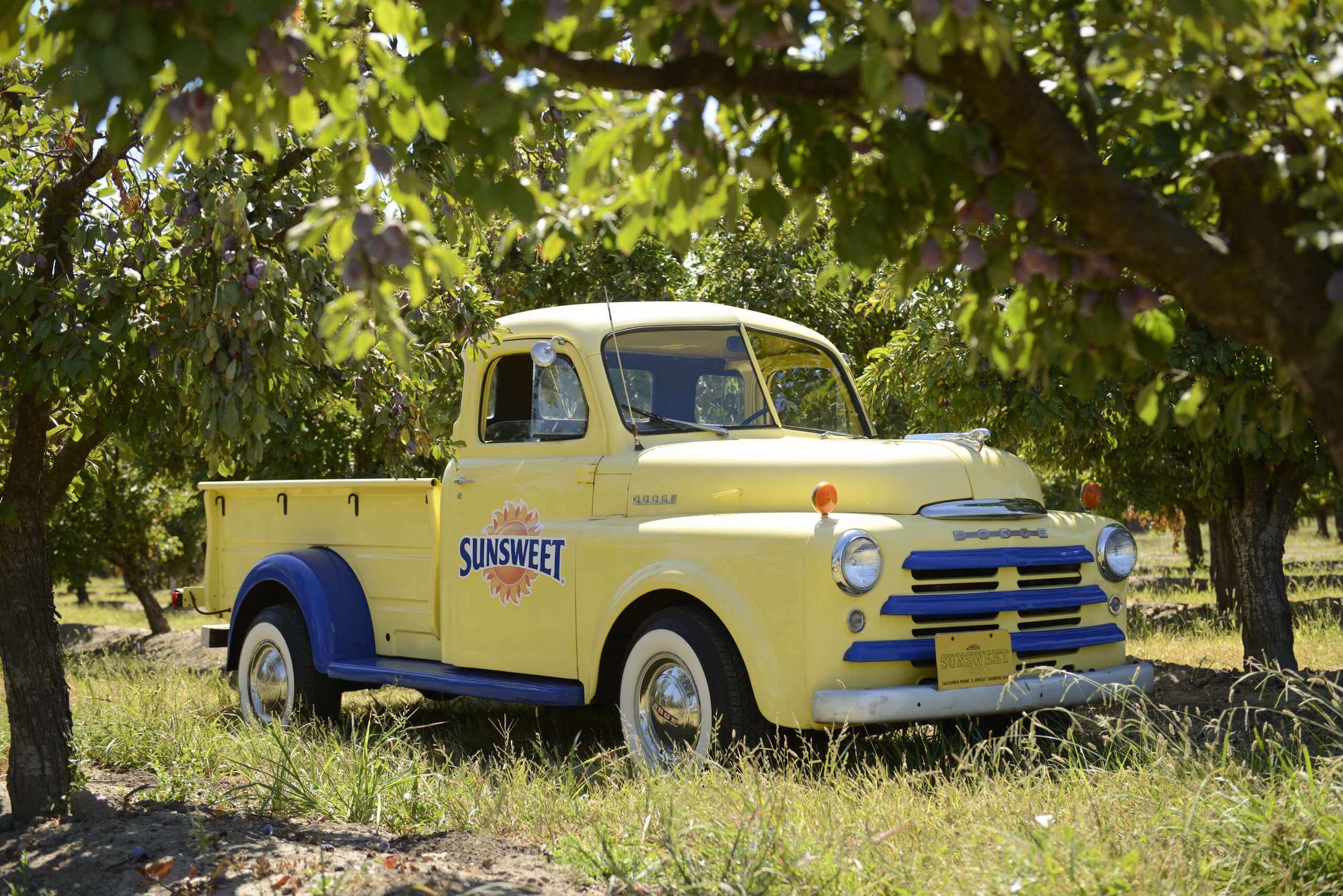 Sunsweet Bulk Prunes