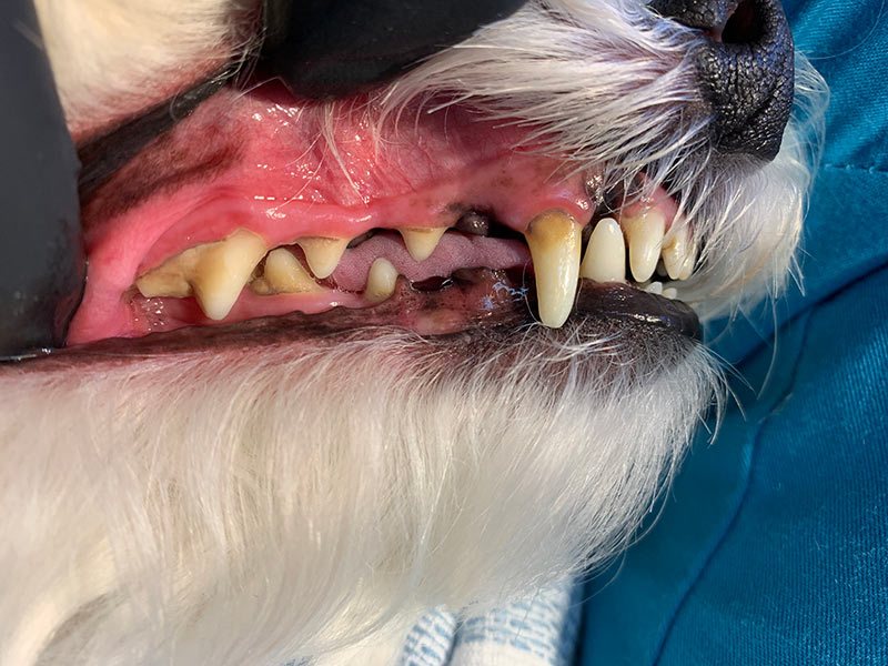 AnesthesiaFree Teeth Cleanings For Dogs And Cats Sunvet Animal Wellness