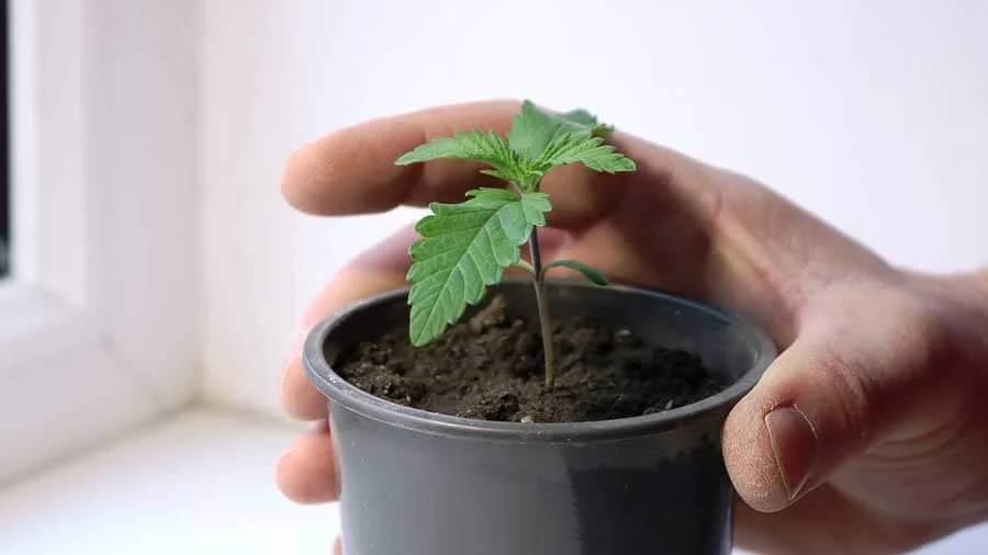 When To Transfer Marijuana Plants Sun West