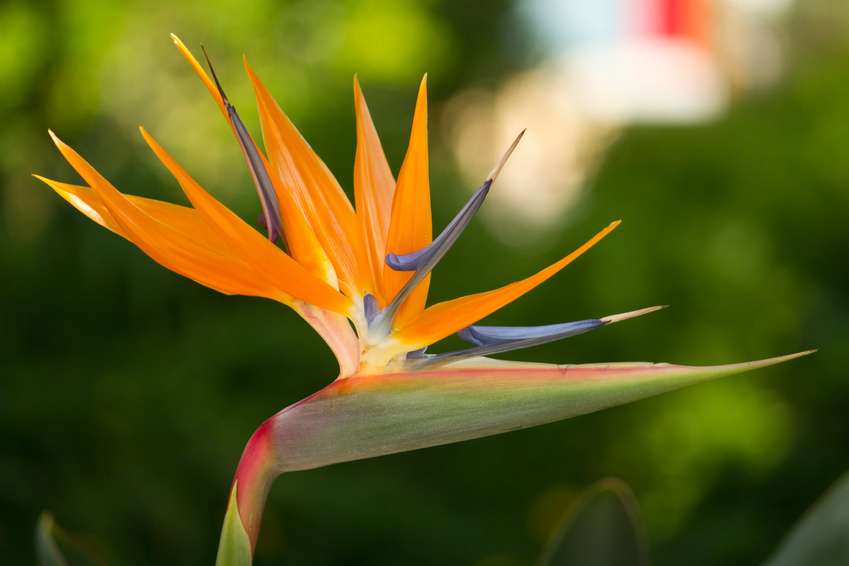 Oiseau du paradis Entretien, plantation, culture Super