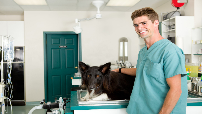 A Few Tips On Finding The Right Veterinary Hospital Superb Articles