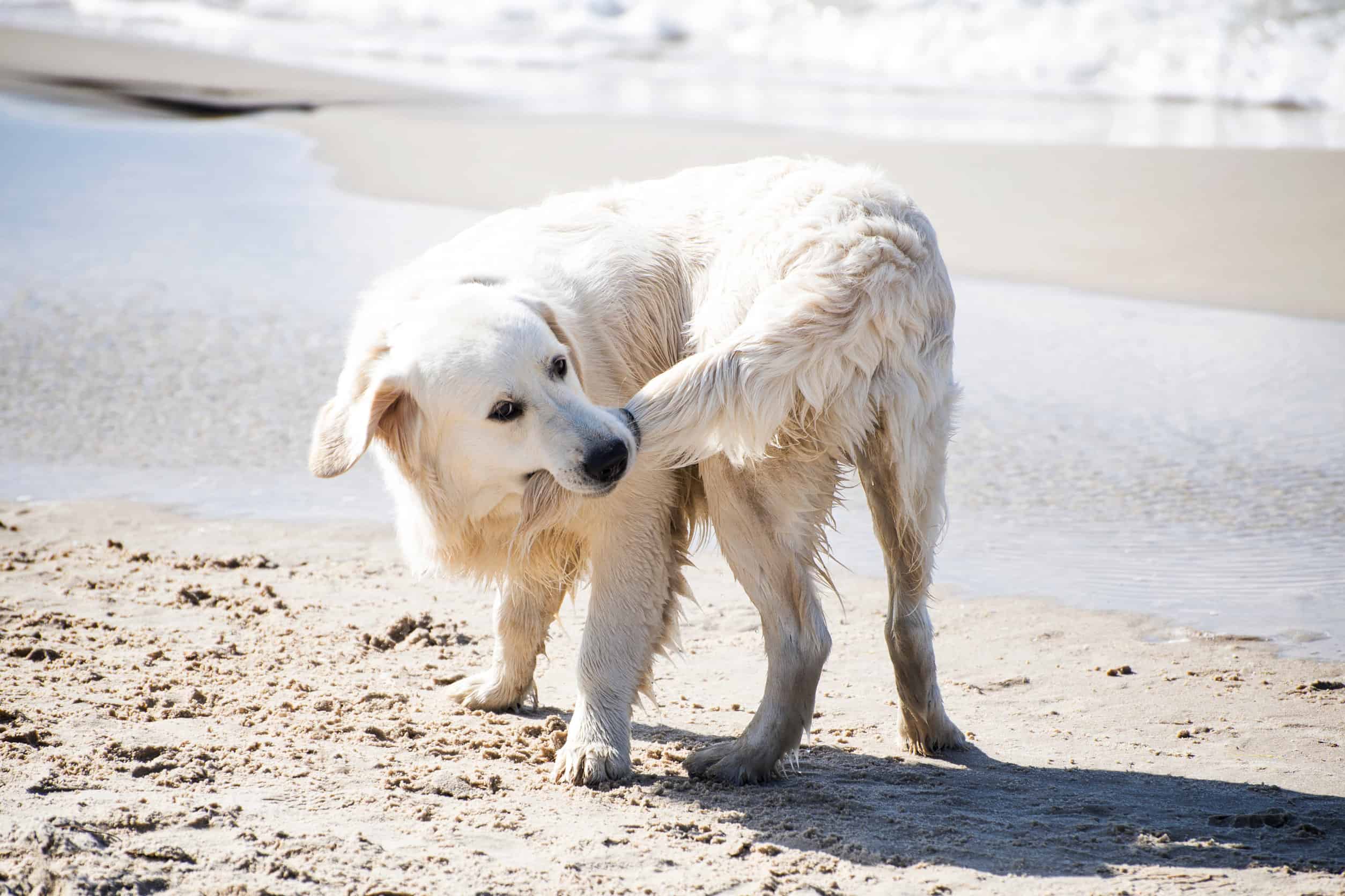 My Dog Keeps Biting Its Bum and Tail. Why? Superb Dog
