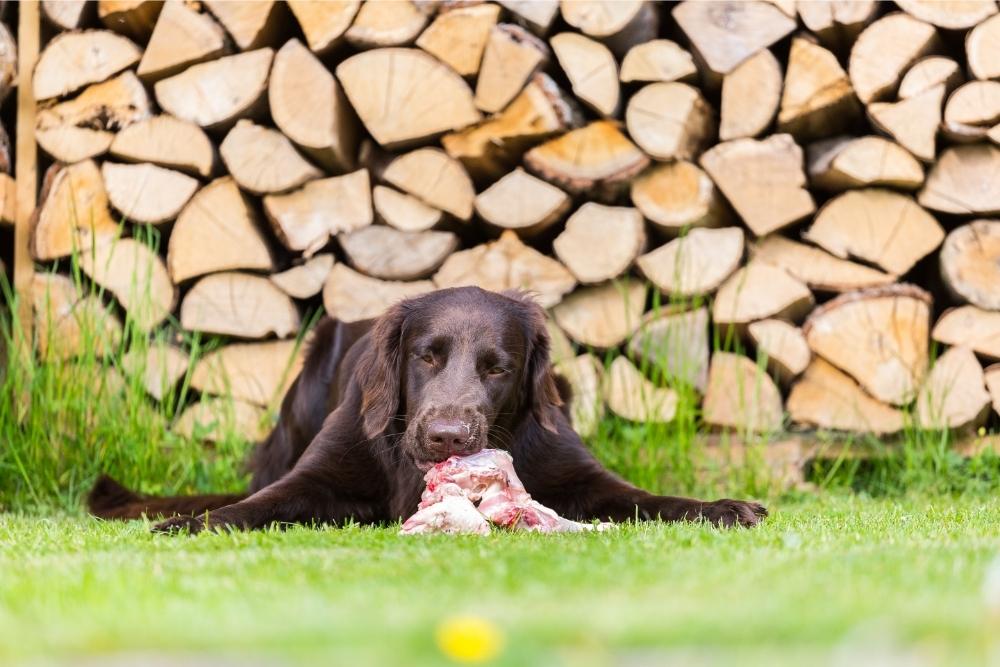 Can Dogs Eat Raw Chicken? Is it Safe and Healthy? Superb Dog