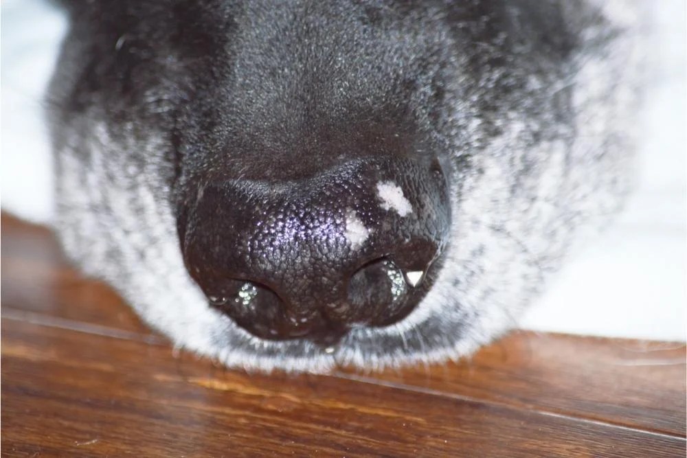 What Do White Spots On My Dog's Nose Mean? Is It Serious? Superb Dog