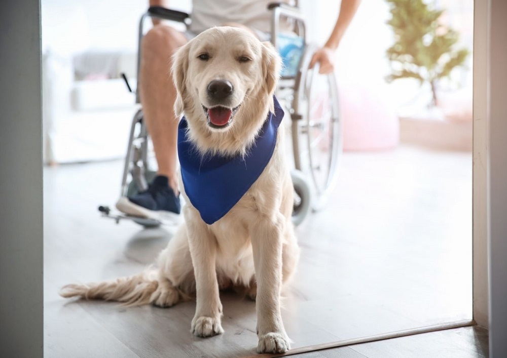 Golden Retrievers As Service Dogs What Makes Them Good for the Job