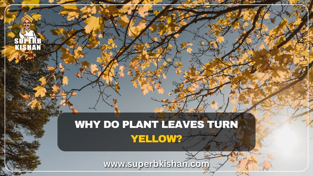 Why do Plant leaves turn yellow? SuperbKishan