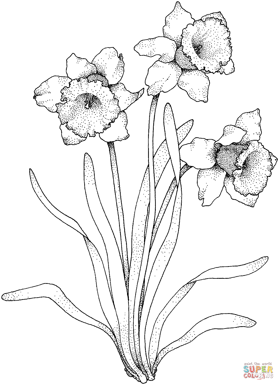Narcissus Flower Coloring Page Creative Art