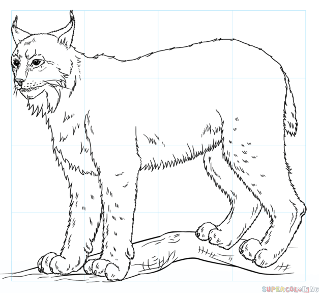 How to draw a lynx Step by step Drawing tutorials