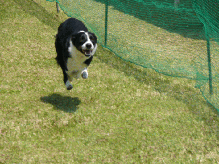 スーパードッグスコンペティション