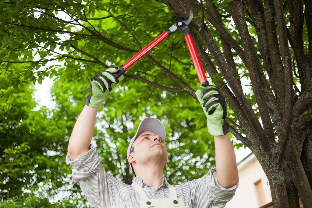 Best Tree Trimming & Pruning Tips