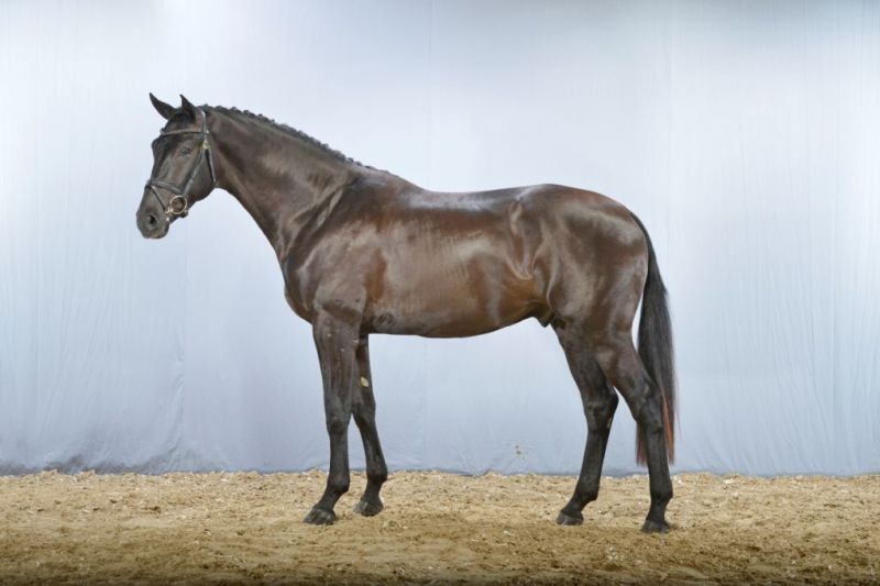 Blue Hors First Choice