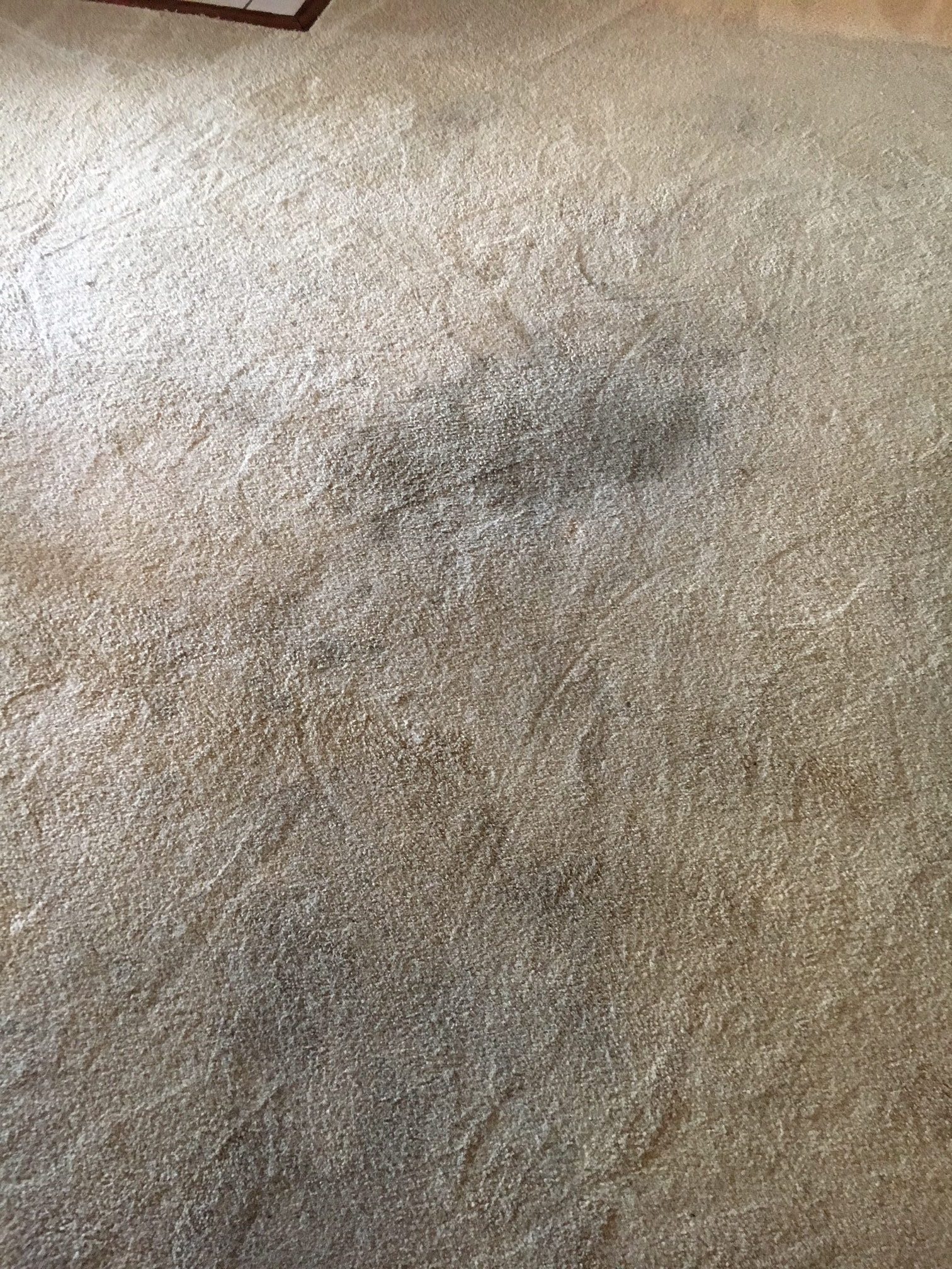 Gallery Superior Carpet and Rug Cleaning Knoxville