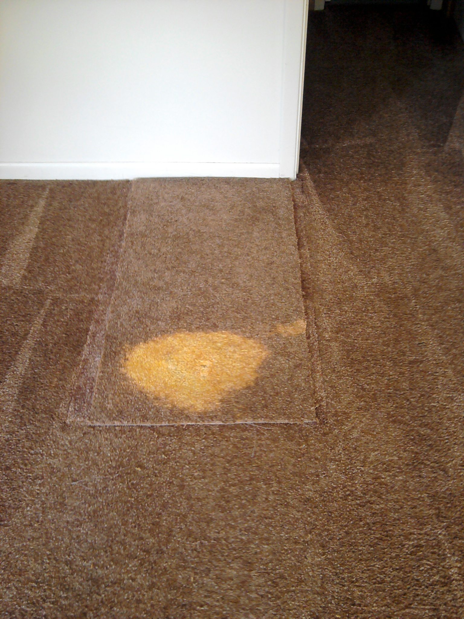 Gallery Superior Carpet and Rug Cleaning Knoxville