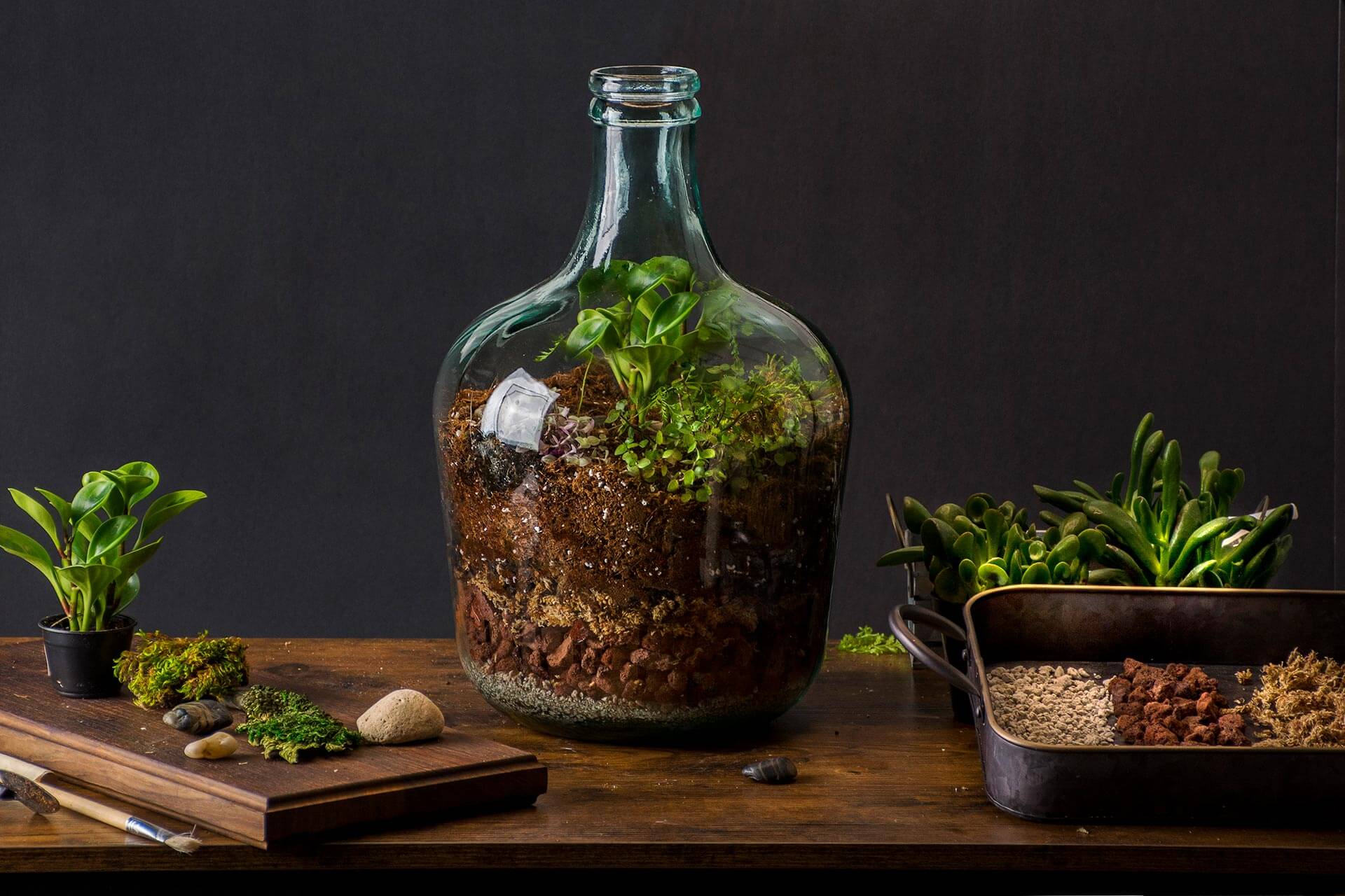 Terrarium Self Sustaining Ecosystem