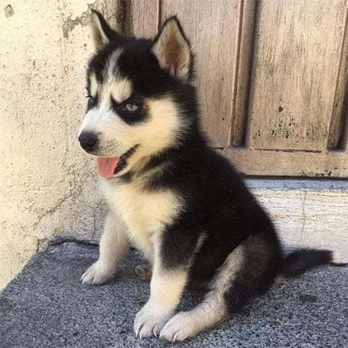 Perros Husky Siberiano De Venta En Ecuador Tienda De Mascotas Super Pet