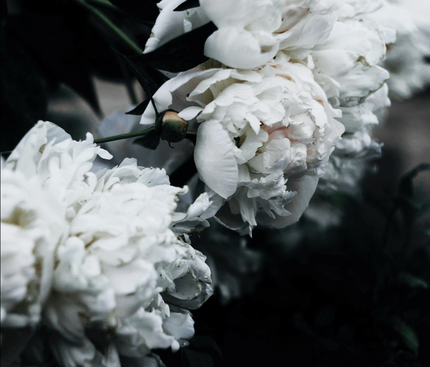 Are carnations the flower of death? My Blog