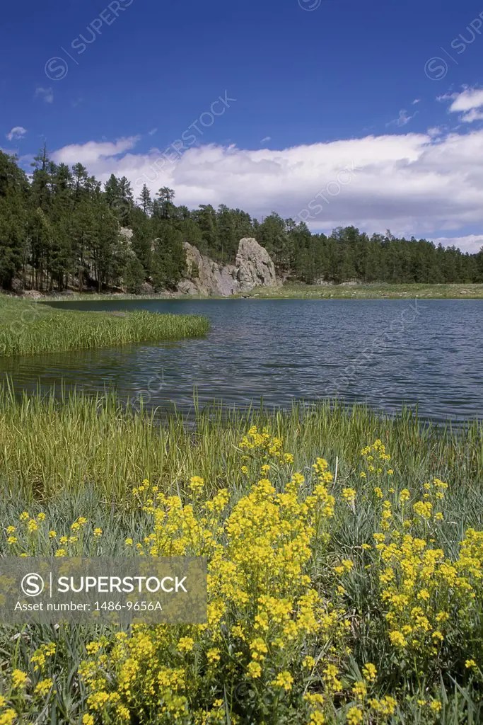 Lakota Lake Black Hills National Forest South Dakota USA SuperStock