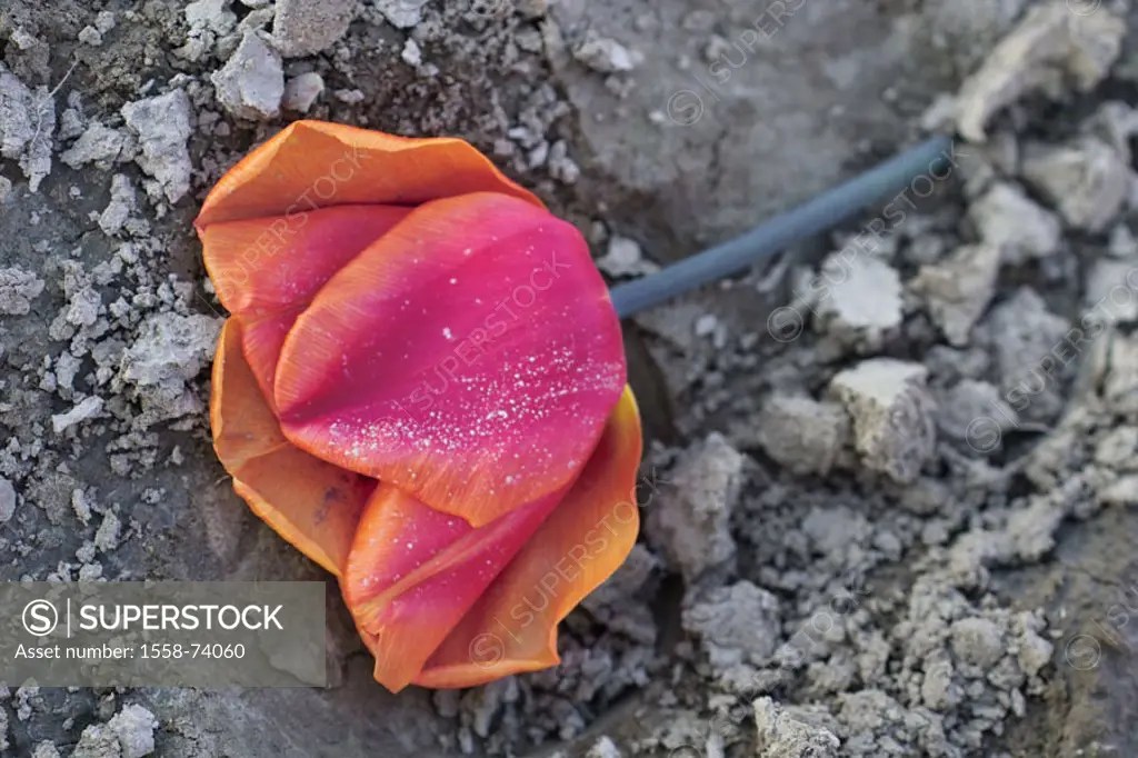 Clay ground, tulip, withers Plant, flower, tulip bloom, wilts, earth