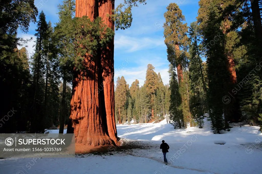 Giant Forest, Sequoia National Park in Tulare County, Sierra Nevada