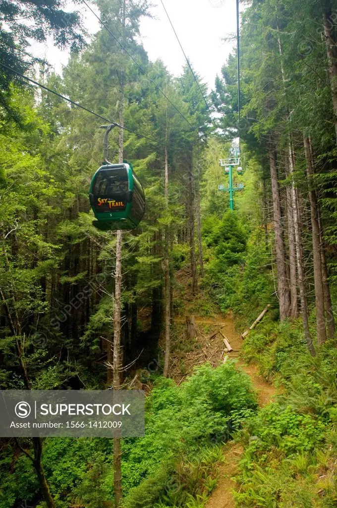 The Sky Trail gondola ride through redwood forest, Trees of Mystery